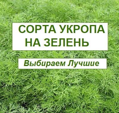 Какой сорт укропа на зелень выбрать