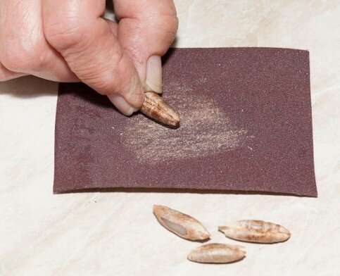 Скарификация