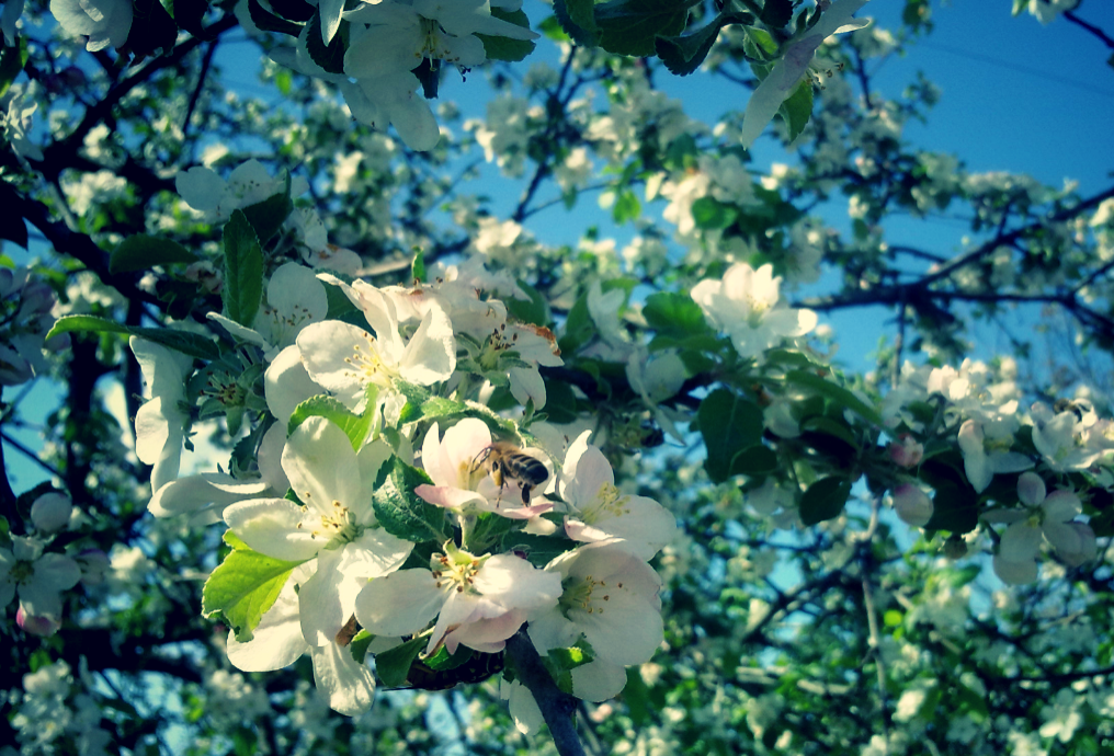 Хорошее цветение.