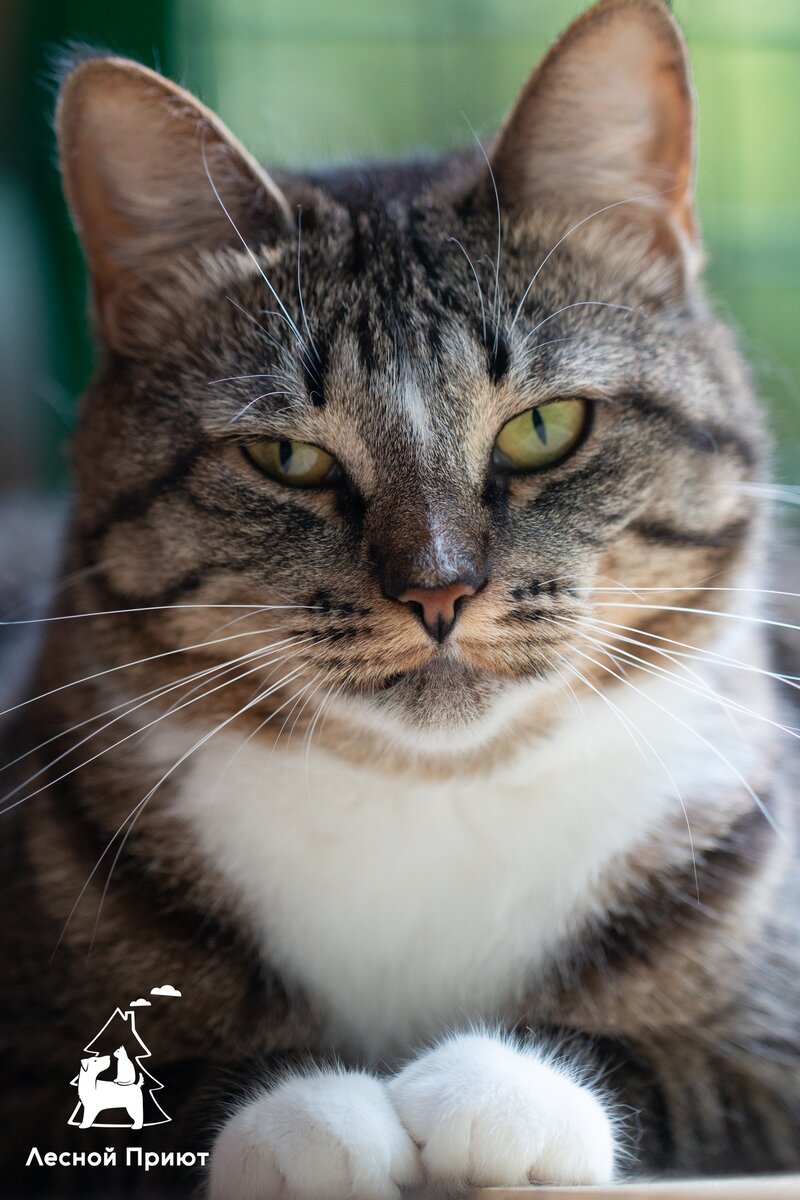 София, девочка