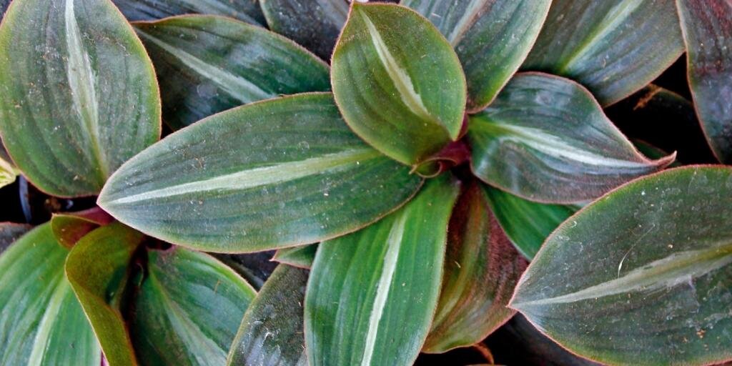 Сидерасис буроватый