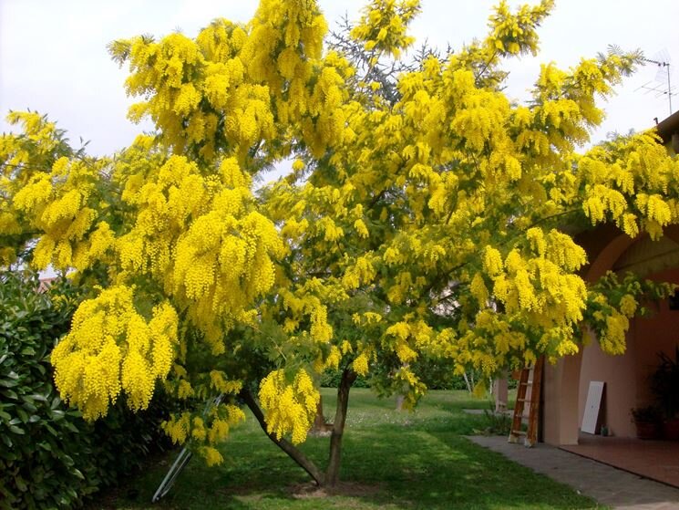 (Источник: https://www.giardinaggio.it/)