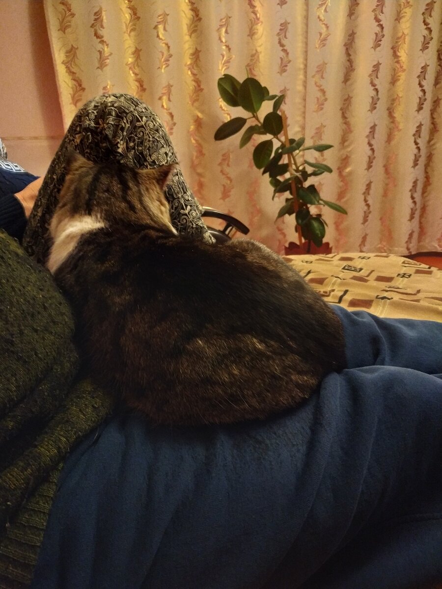 У папы на коленках Барсик любит бывать больше всех. Знает, кто его мясом кормит!