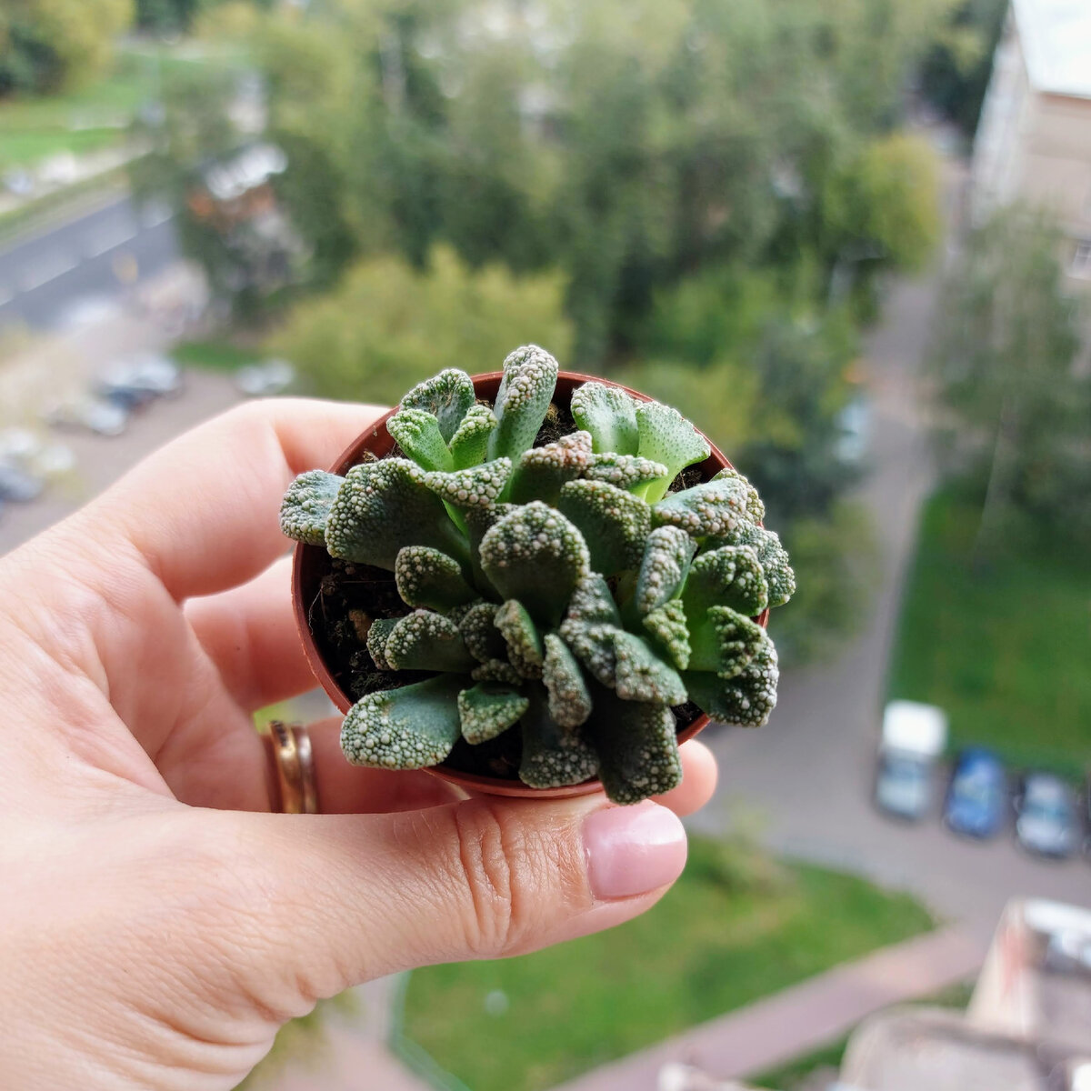 Титанопсис