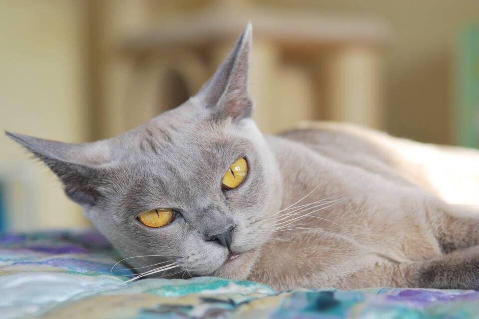CH RU O'Kler Quincy - Jasper Burmese cats