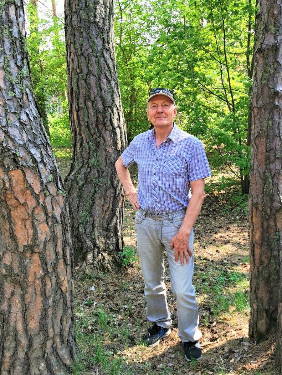 В трёх соснах не заблудись.