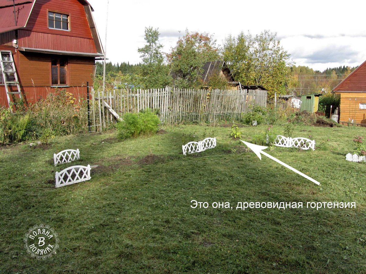 Высаженные молоденькие древовидные гортензии