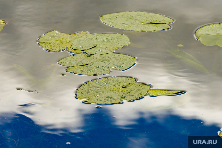    Экологическую организацию Greenpeace просят признать иноагентом