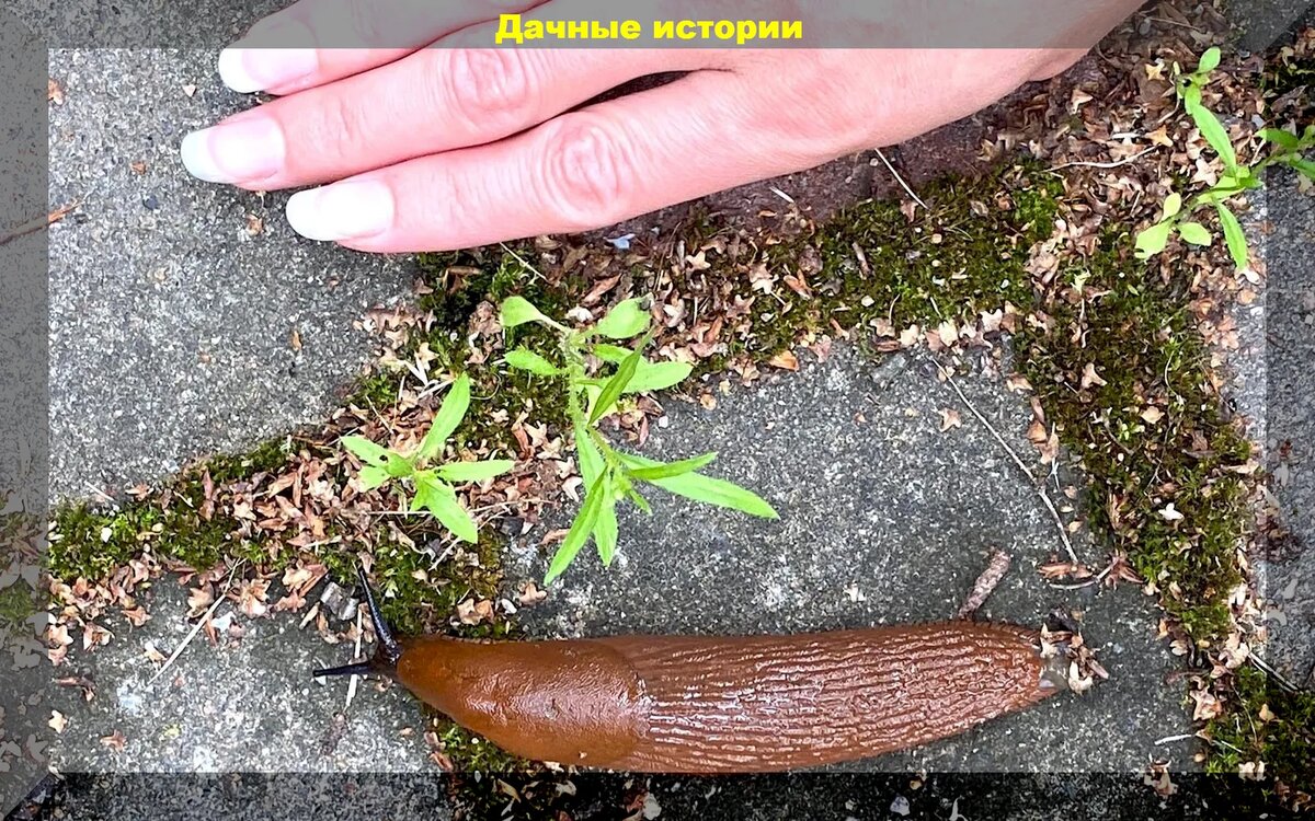https://vk.com/photo-159774511_457256663. Испанский слизень в Подмосковье. 2020 год