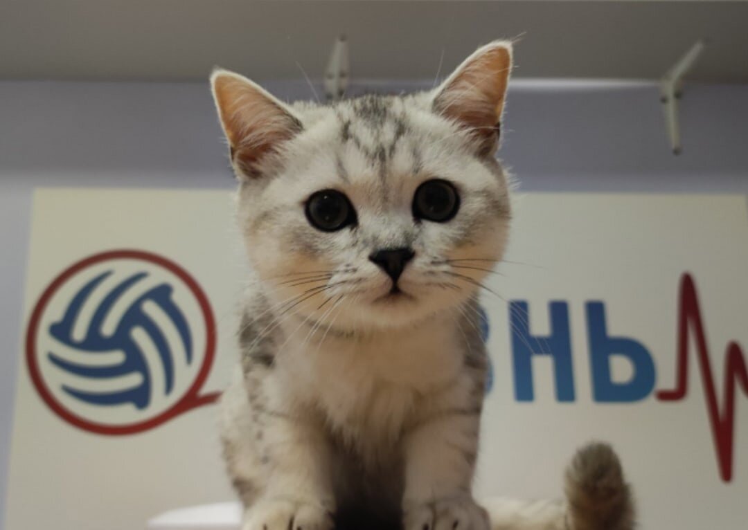 Вакцинация котенка импортными вакцинами в Калуге.