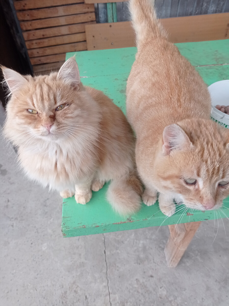 Недовольная парочка. Жалуются мне на то, что с ними их же кормом не поделились. 