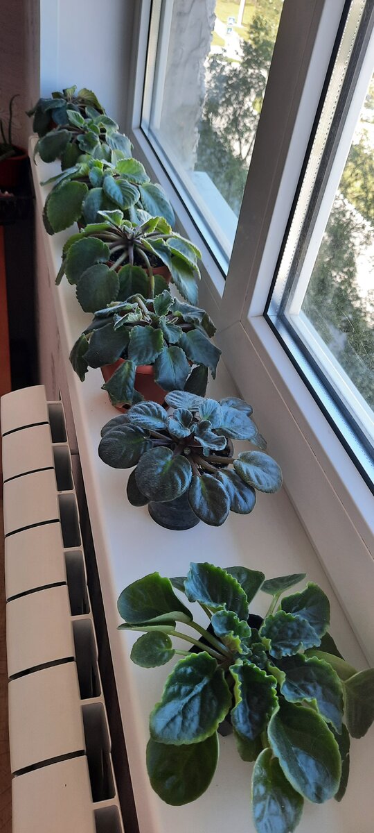 Вот уже и тугор листья начали терять.