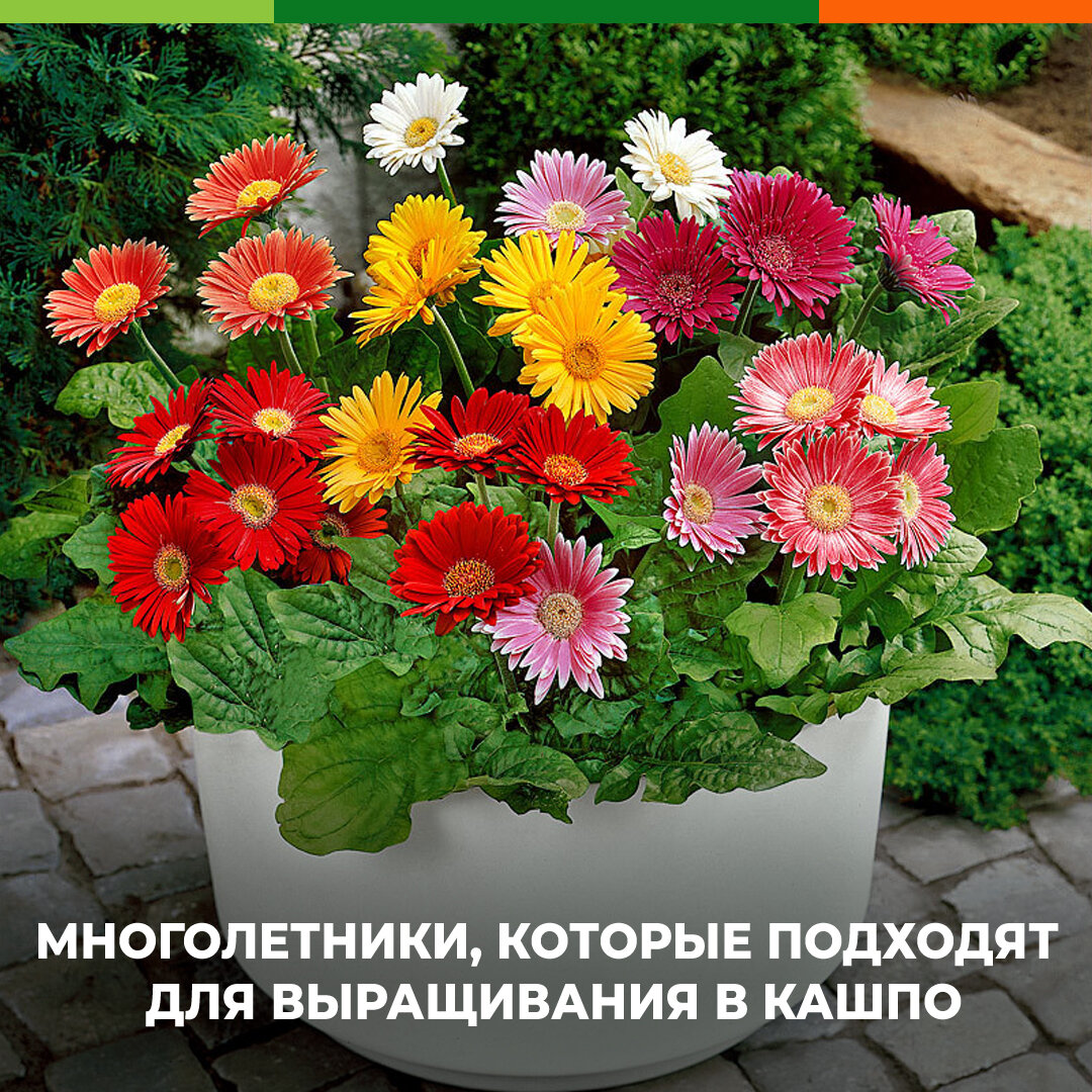 Цветок гербена. Гербера Джемсона. Растение Гербера Джемсона. Гербера Джемсона лучики. Гербера Джемсона смесь сортов.