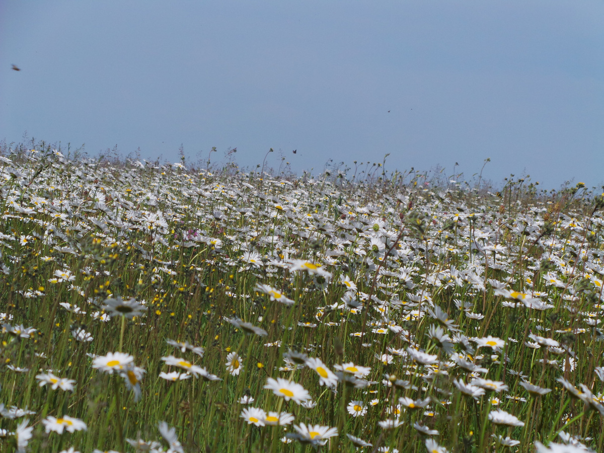 Крымские ромашки