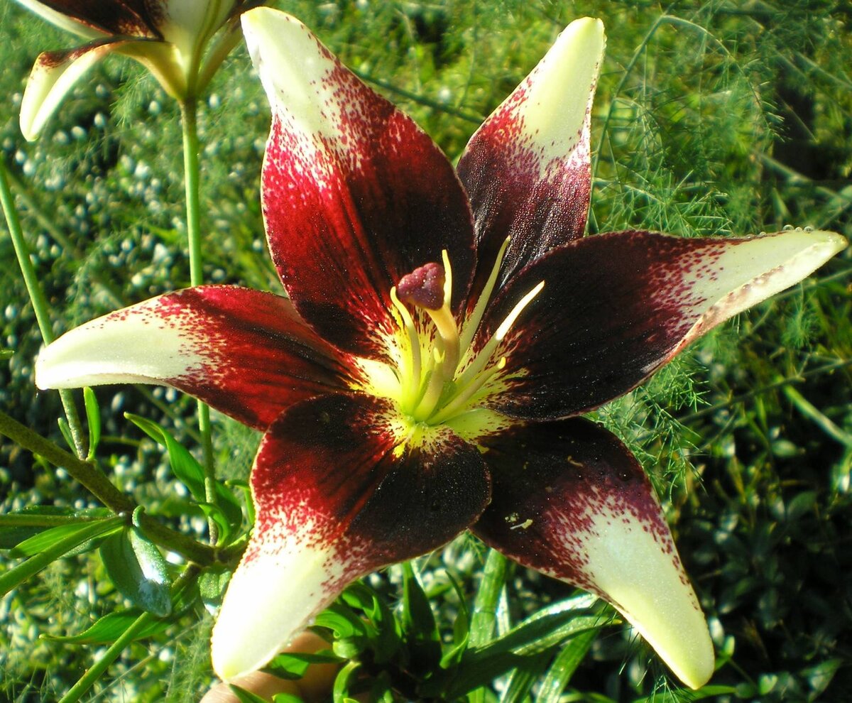 Лилия азиатсая, сорт Нетти прайд