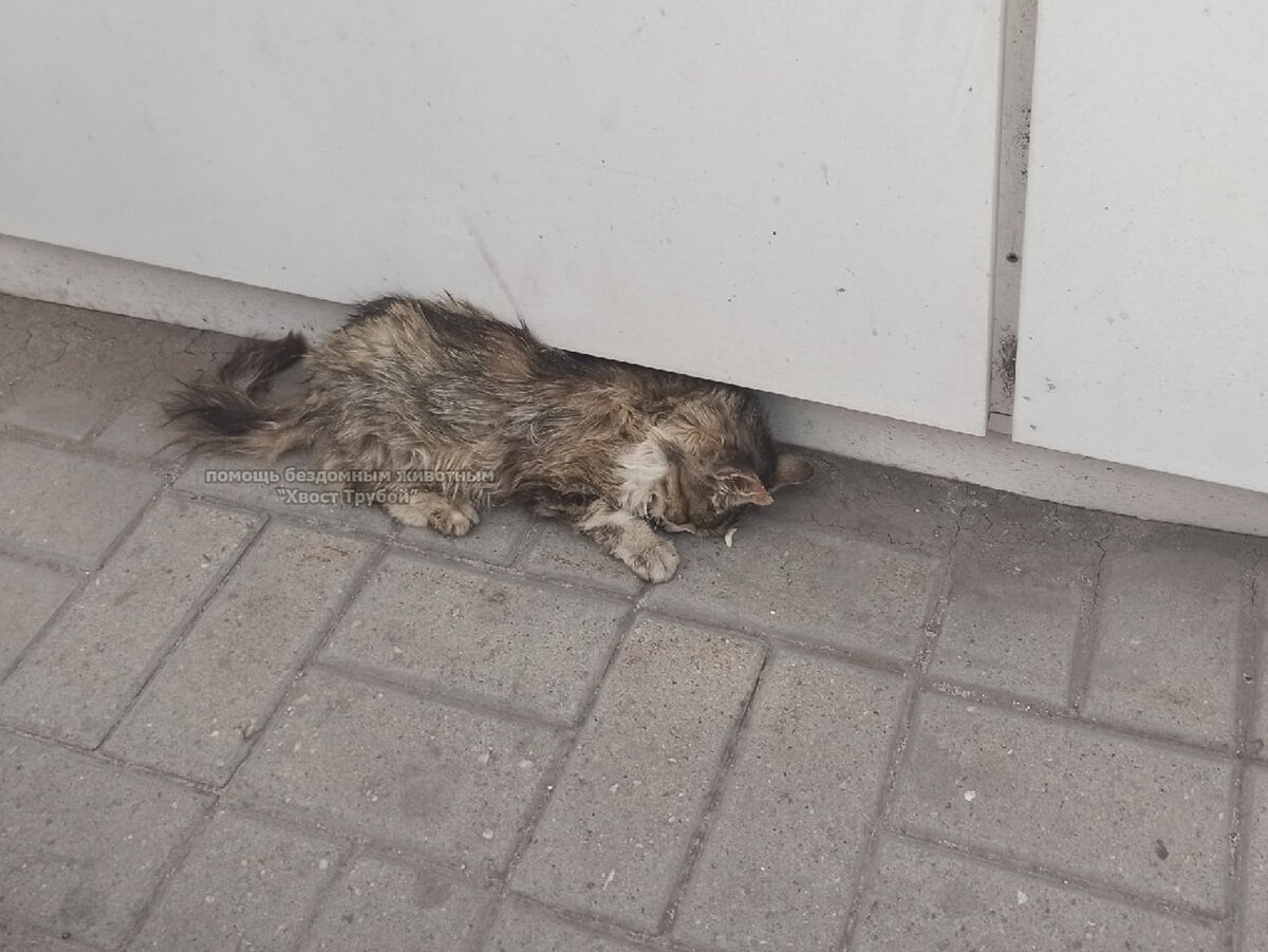 Грязная, потрепанная кошка лежала распластавшись на земле. Она не ...