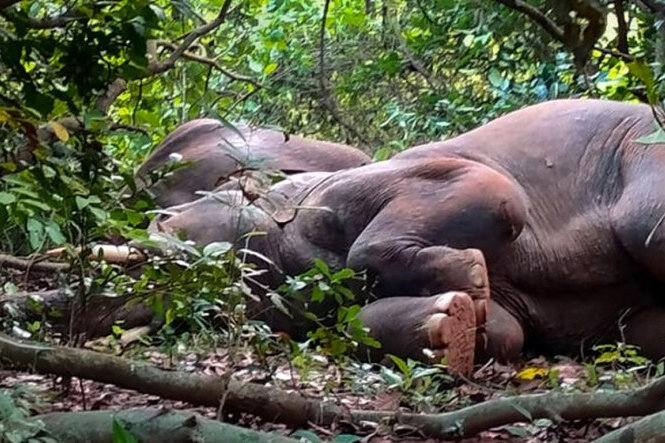     20 слонов напились в джунглях Индии. Их пришлось будить защитникам природы!