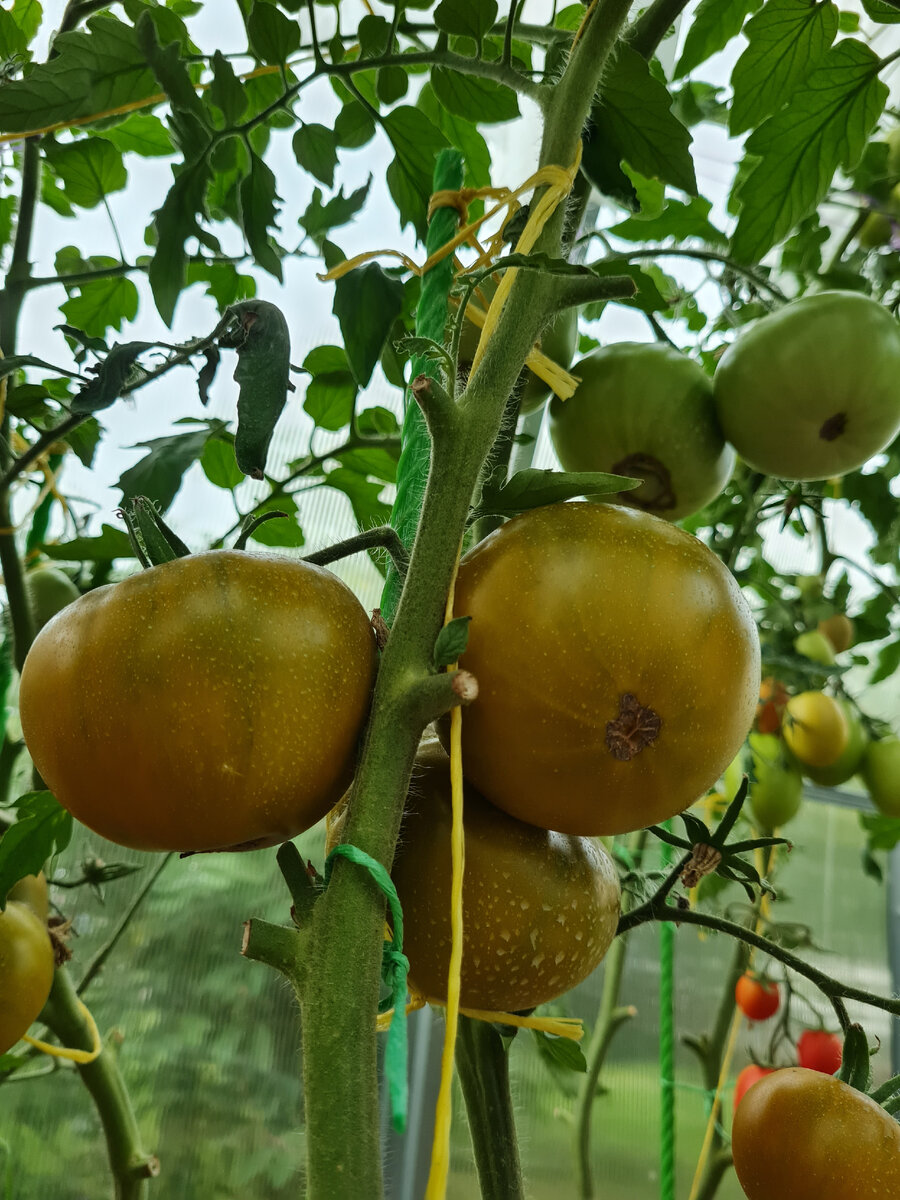 8 чудо света