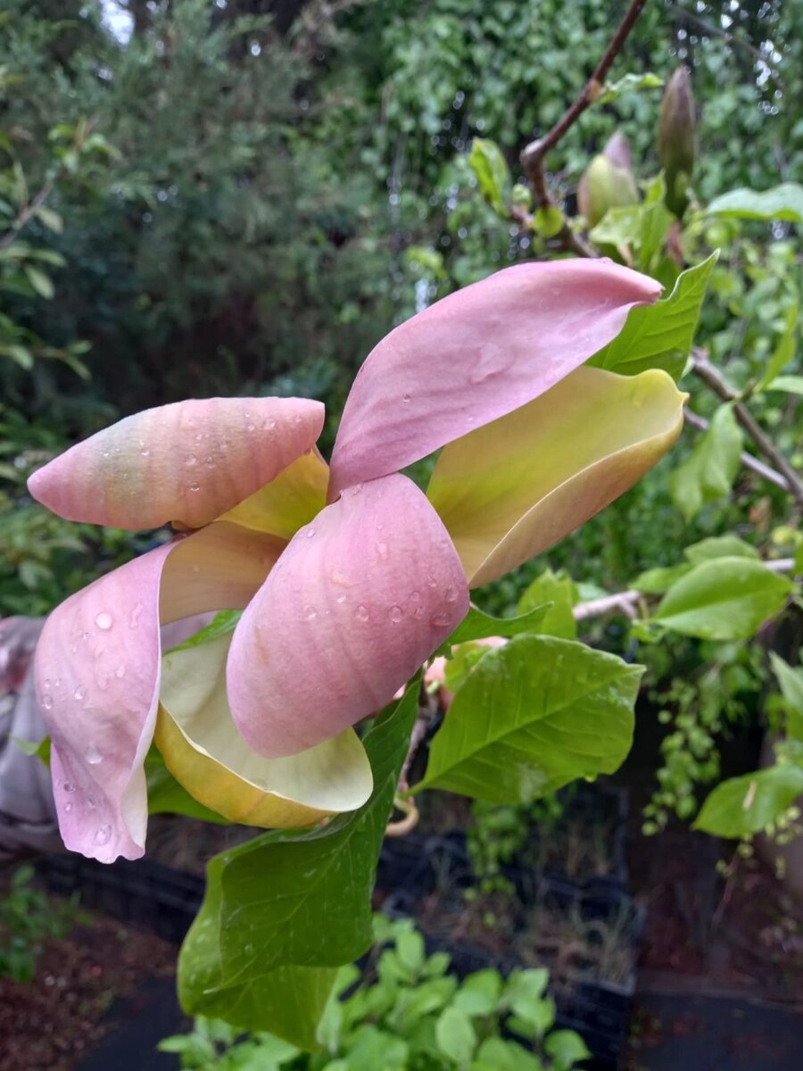 Магнолия из подмосковного сада - Домодедовский район. Май 2022 года. 