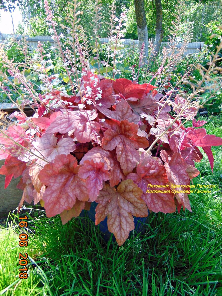 Самый любимый многолетник для кашпо. Heuchera в горшках, трудно ли  выращивать, какие есть нюансы. | Цветочная Палитра | Дзен