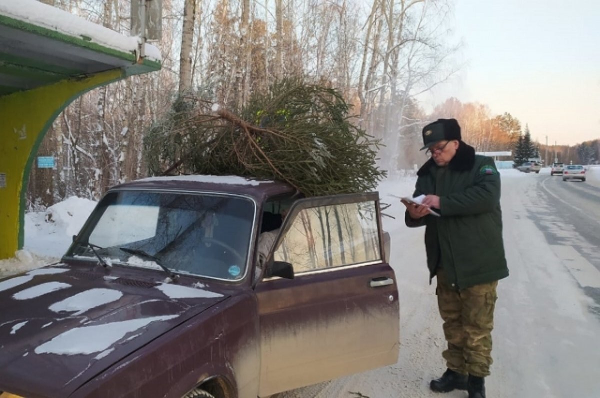    Браконьеров, которые рубят новогодние ели, ловят в Свердловской области