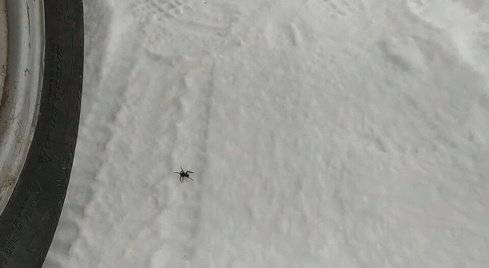     На свое удивление, сотрудника заповедника увидели прогуливающегося по снегу паука