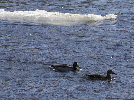     Фото: Олег Каргаполов