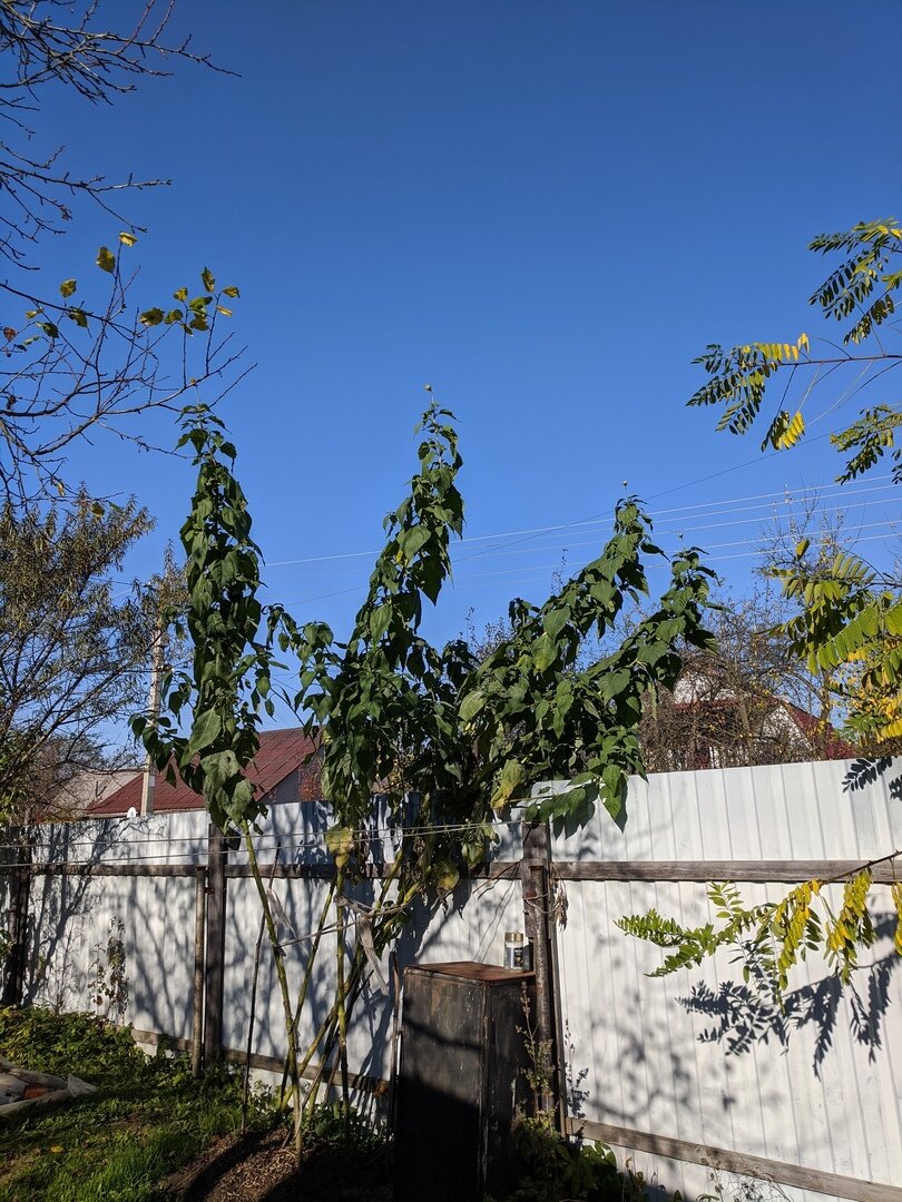 Топинамбур осенью