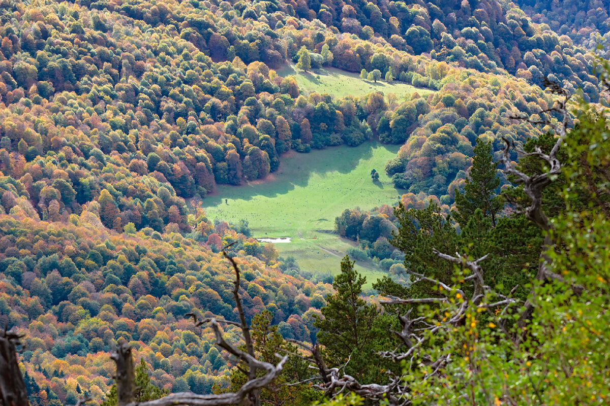 Нереально зеленая поляна среди сказочных лесов Архыза 