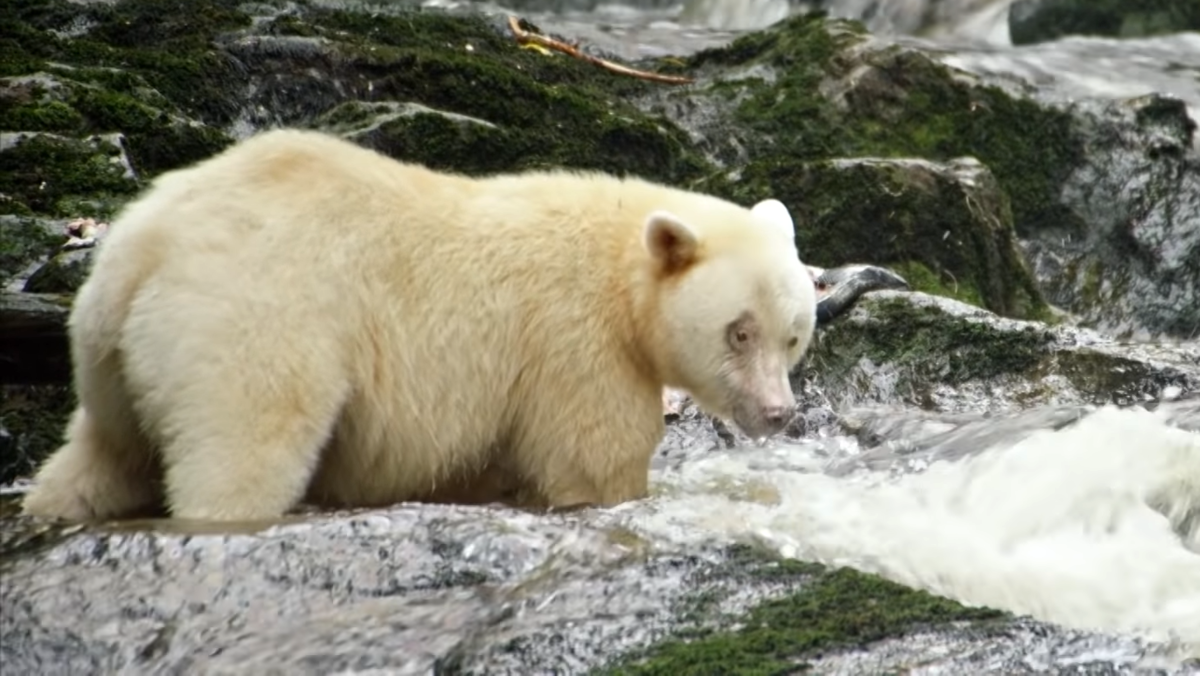Kermode bear - Видео ВКонтакте