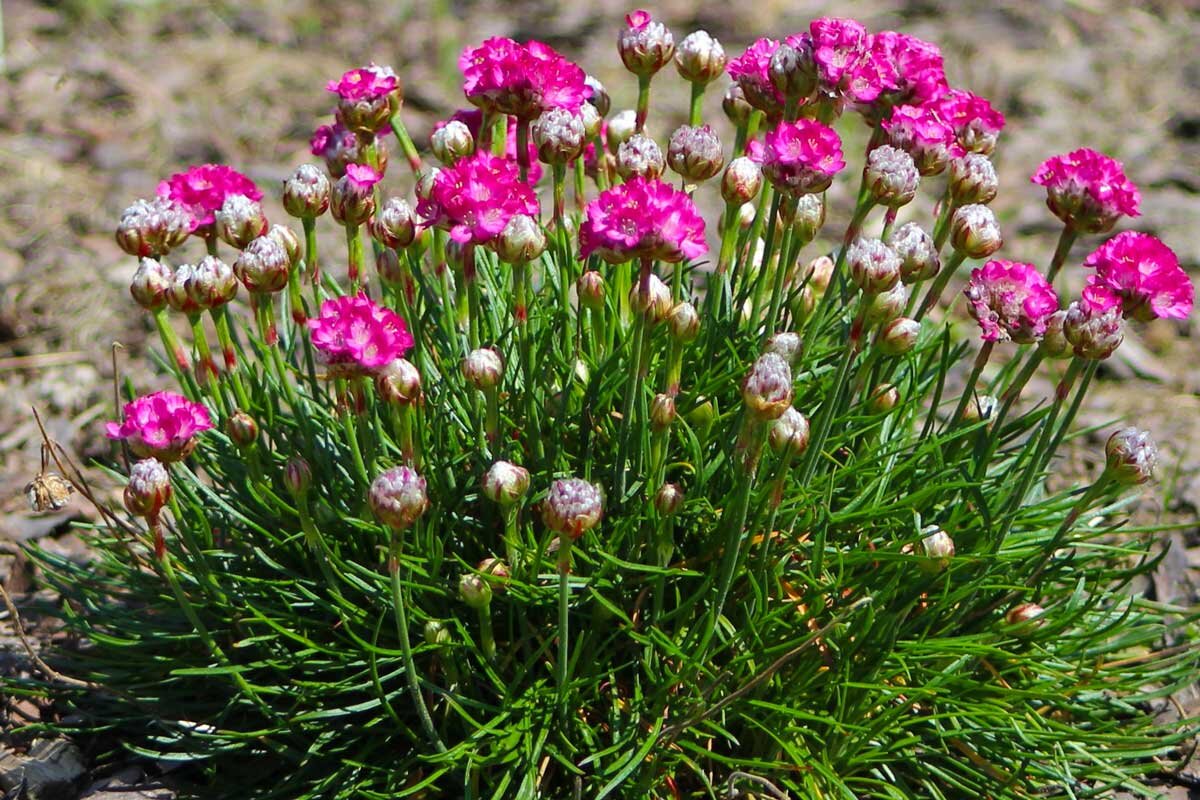 Армерия Приморская (Armeria maritima `splendens`)