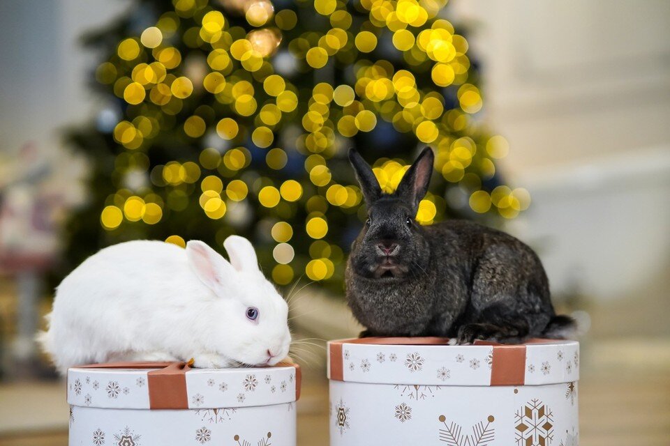     Не все символы года такие милые и пушистые, как кролики Светлана МАКОВЕЕВА