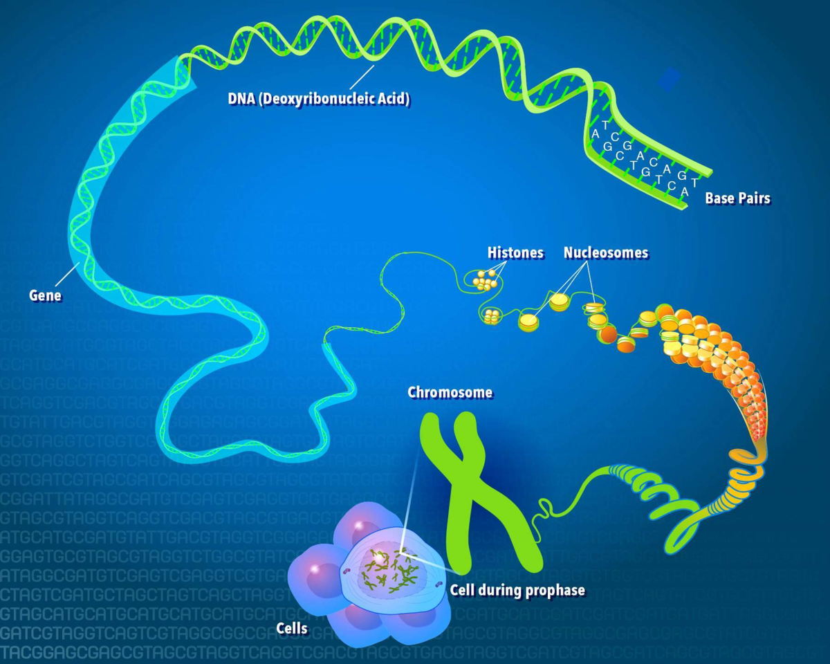 Структура белка закодирована в молекуле днк