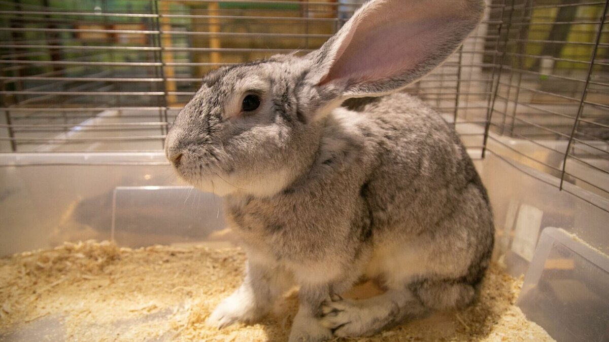     Спрос на кроликов резко вырос в Нижегородской области накануне Нового года. Об этом NewsNN сообщили заводчики, продающие ушастиков на популярных сайтах объявлений.