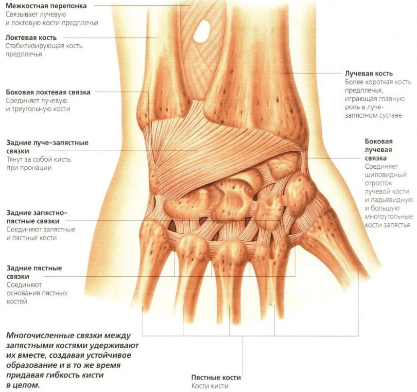 связки запястного сустава. связки лучезапястного сустава анатомия. ладонная поверхность лучезапястного сустава. связочный аппарат лучезапястного сустава. строение лучезапястного сустава связки.