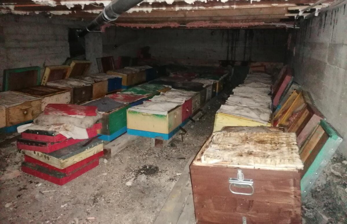 Пчелы на зимовке, т.к зима в западной Сибири не редко радует нас сильными морозами,пчел на зимовку составляем в омшаник.