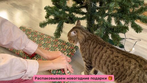 Распаковываем новогодние подарки для котов. Игрушки оценил даже Марсик, который слишком стар для всего этого😁