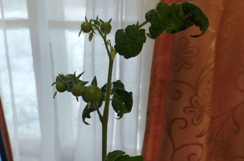 У куста томатов растут плоды.