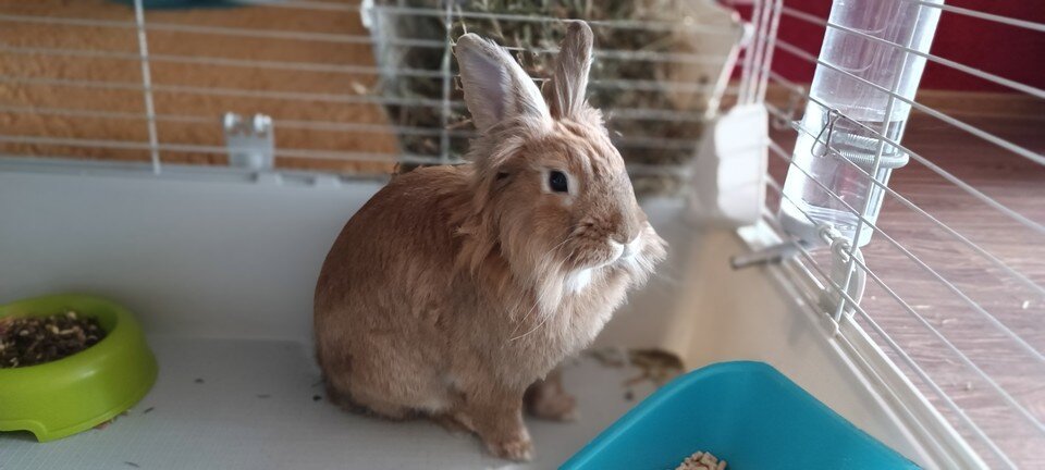     Тогда это был умилительный пушистик, который трогательно дергал носиком, прижимал ушки и смешно подпрыгивал, если чего-то пугался. Александра БУДАЕВА