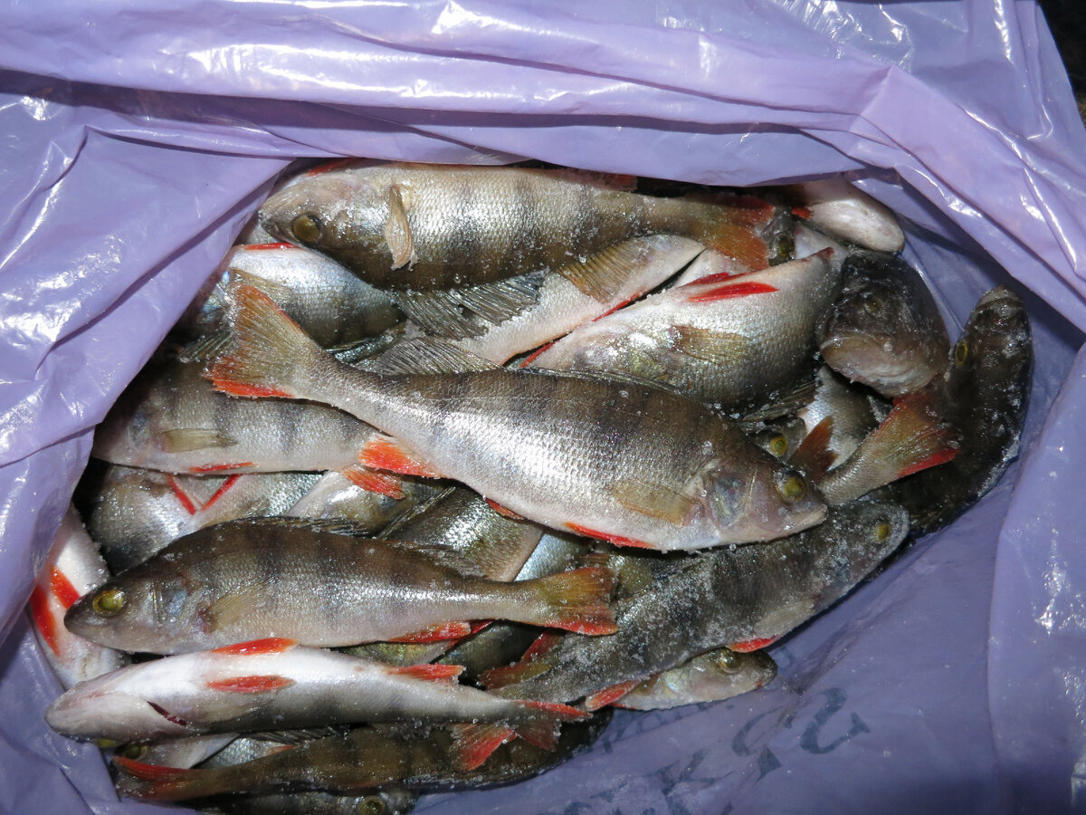 Могло быть лучше?! Рыбалка в Весьегонске. | СЕНя | Дзен