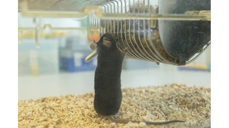 Фото: Пресс-служба СПбПУ📷Трансгенная мышь с диагнозом Альцгеймера