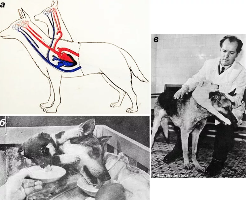 Знаменитая двухголовая собака из проекта ученых докторов демихова и павлова