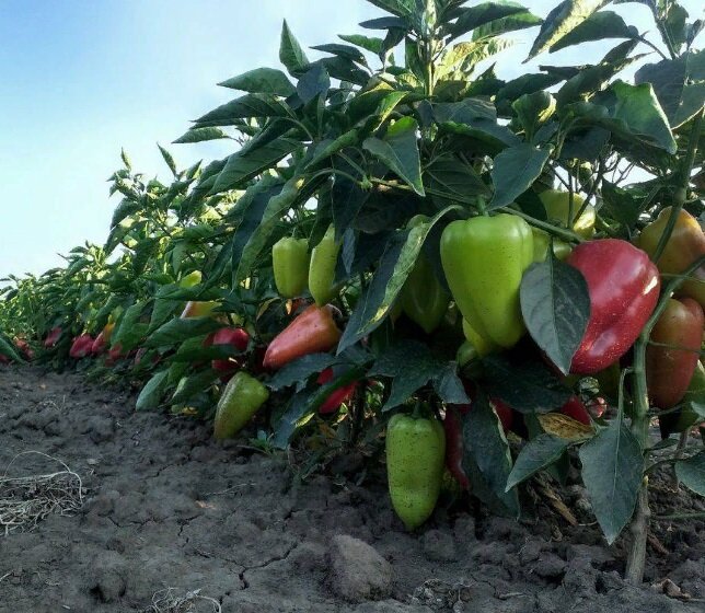 Фото: sezon-dacha.ru