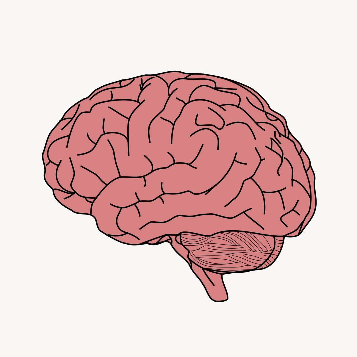 Картинки мозгов