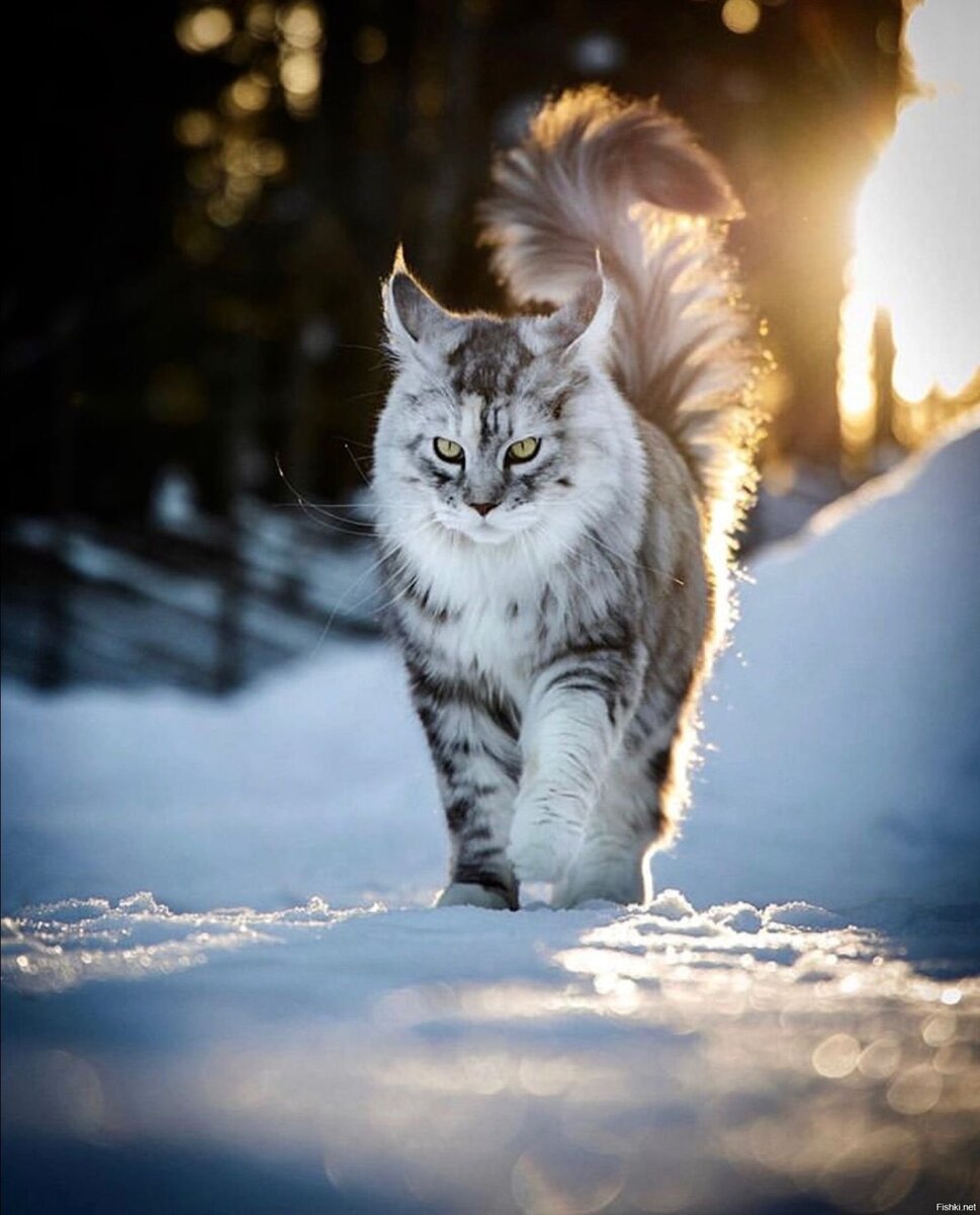 Мейн кун и Сибирская кошка