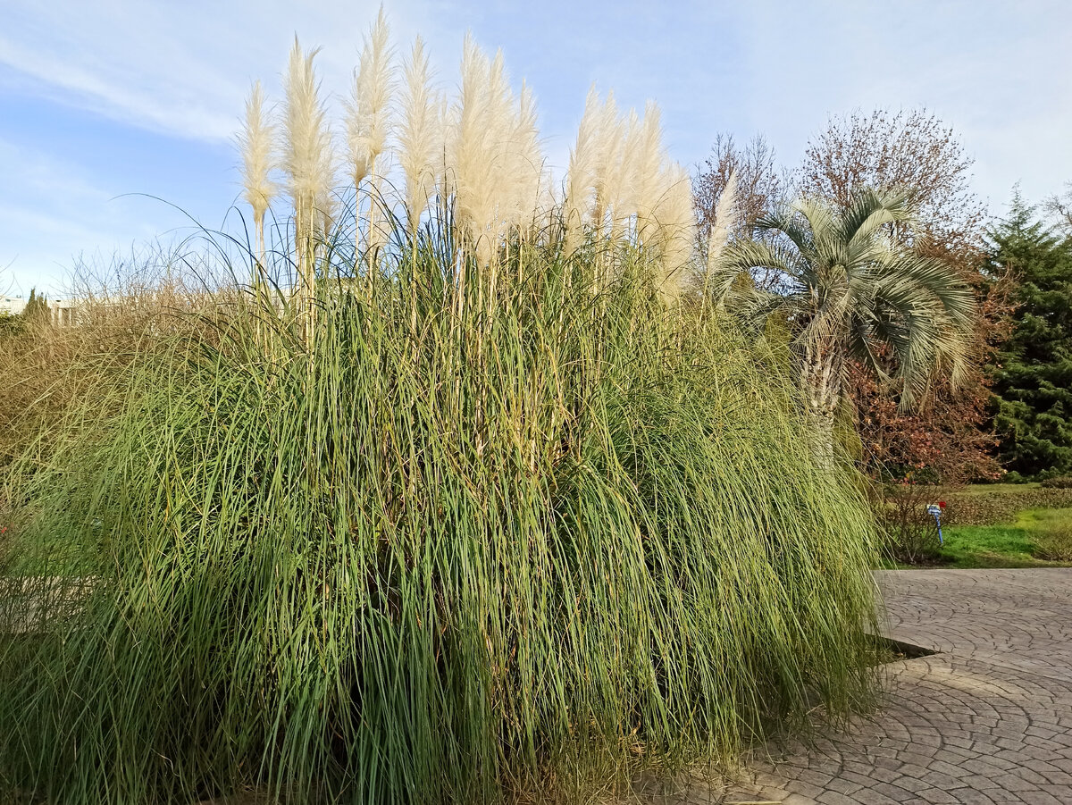 Кортадерия Селло (Cortaderia selloana). Фото: Алексей Володихин
