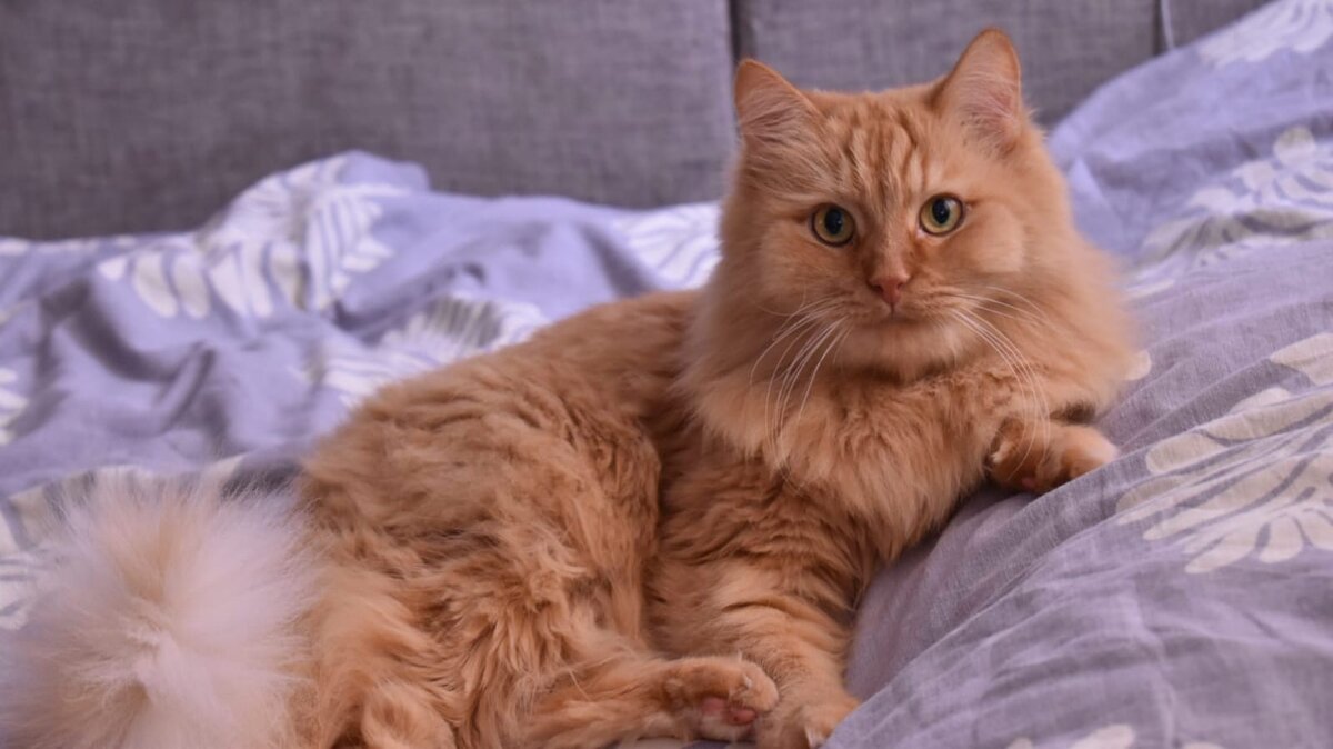 Гриша - любитель одеял и подушек