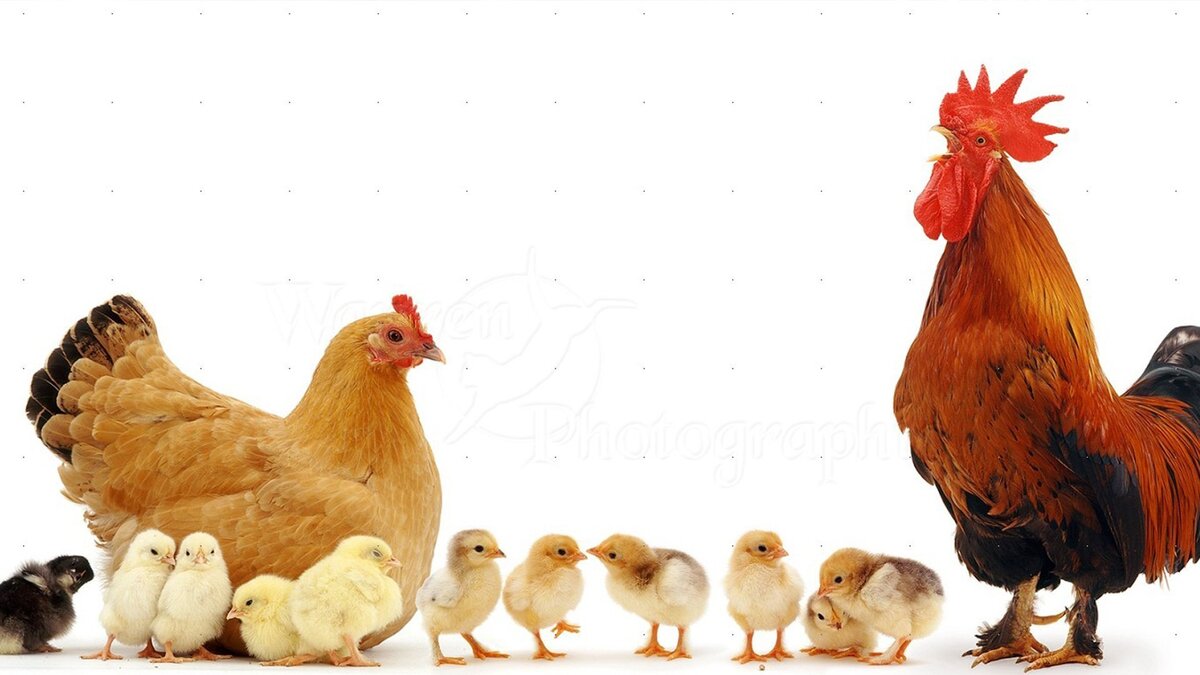 Петух. Курица. Цыплёнок.