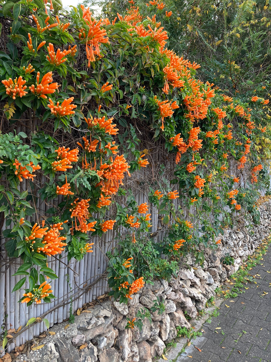 Это Израиль зимой