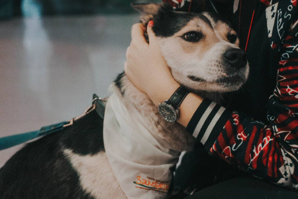 Фото: Благотворительный фонд «ЗООзащита»